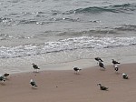 20981.jpg 20981.jpg