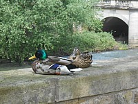 3975.jpg 3975.jpg