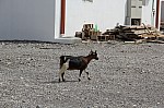 9145.jpg 9145.jpg