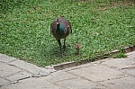 2059.jpg 2059.jpg