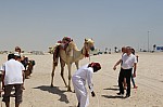 3381.jpg 3381.jpg