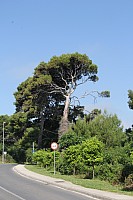 6175.jpg 6175.jpg