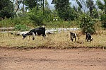 19076.jpg 19076.jpg
