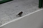 2125.jpg 2125.jpg