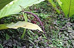 2436.jpg 2436.jpg
