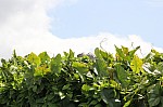 3645.jpg 3645.jpg
