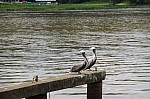 4085.jpg 4085.jpg