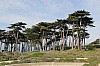 20295.jpg 20295.jpg