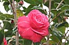 4237.jpg 4237.jpg