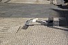 39812.jpg 39812.jpg