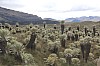 22443.jpg 22443.jpg