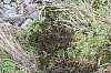 22575.jpg 22575.jpg