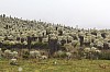 22630.jpg 22630.jpg