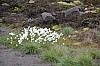 3962.jpg 3962.jpg