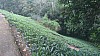 20170804_101129.jpg 20170804_101129.jpg