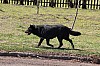 4781.jpg 4781.jpg