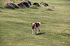4946.jpg 4946.jpg