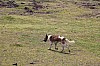 4949.jpg 4949.jpg