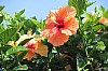 4677.jpg 4677.jpg