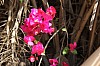 4683.jpg 4683.jpg