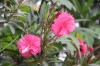 3389.jpg 3389.jpg