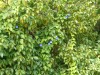 20191130_103700_6.jpg 20191130_103700_6.jpg
