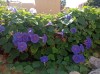 20200711_093243.jpg 20200711_093243.jpg
