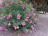 20200711_161001.jpg 20200711_161001.jpg
